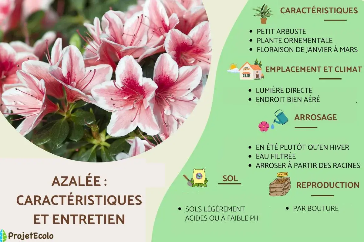 Gros plan sur des azalées roses et blanches, parfaites pour un sol de terre de bruyère. Guide d'entretien et caractéristiques.