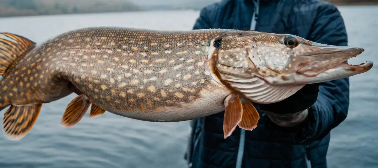 Ein Angler hält einen großen Hecht, der im kalten Wasser des Sees gefangen wurde. Hechte stehen im Winter oft in tieferen Bereichen.