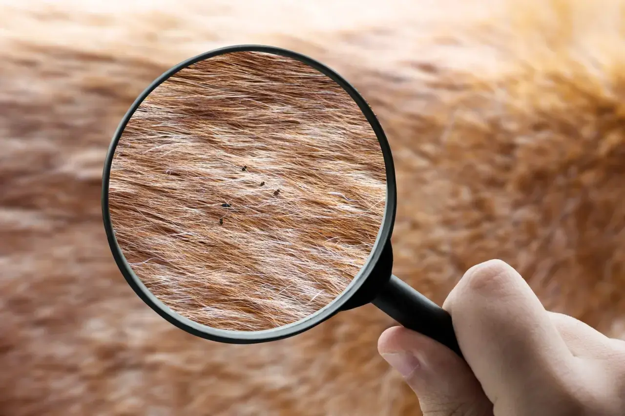 Ingrandimento della pelliccia di un cane rivela insetti piccolissimi neri che si muovono tra i peli.