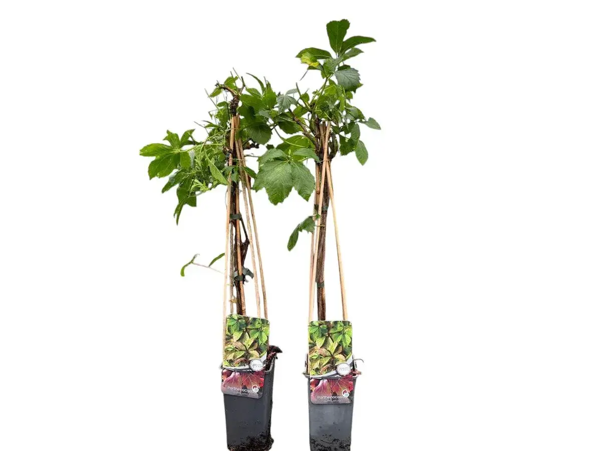 Dos plantas de parra virgen en maceta, con tutores de bambú y etiquetas que muestran sus hojas verdes y rojizas.
