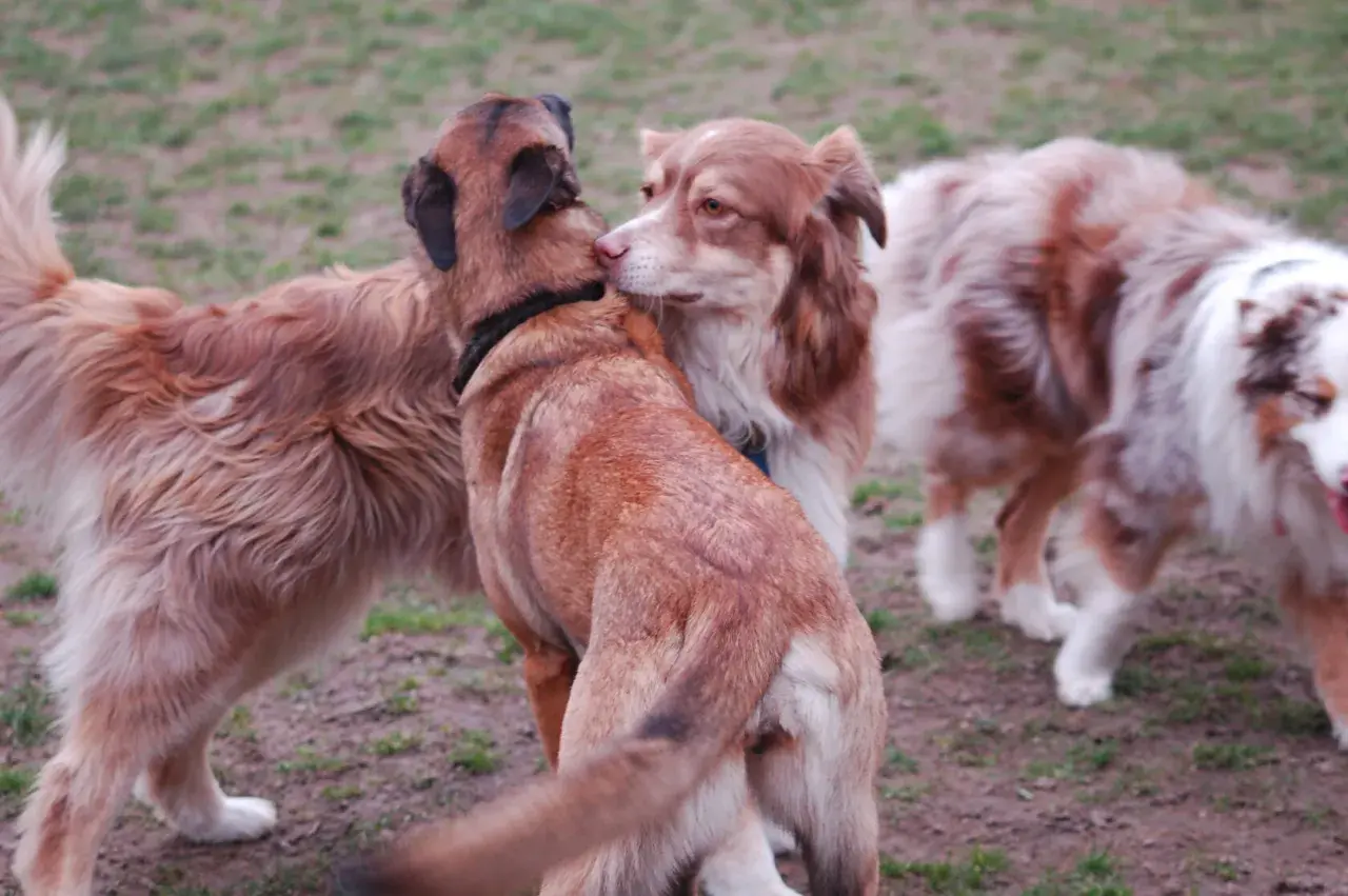 Ein brauner Hund knabbert einem anderen Hund am Ohr, während ein dritter Hund im Hintergrund steht.