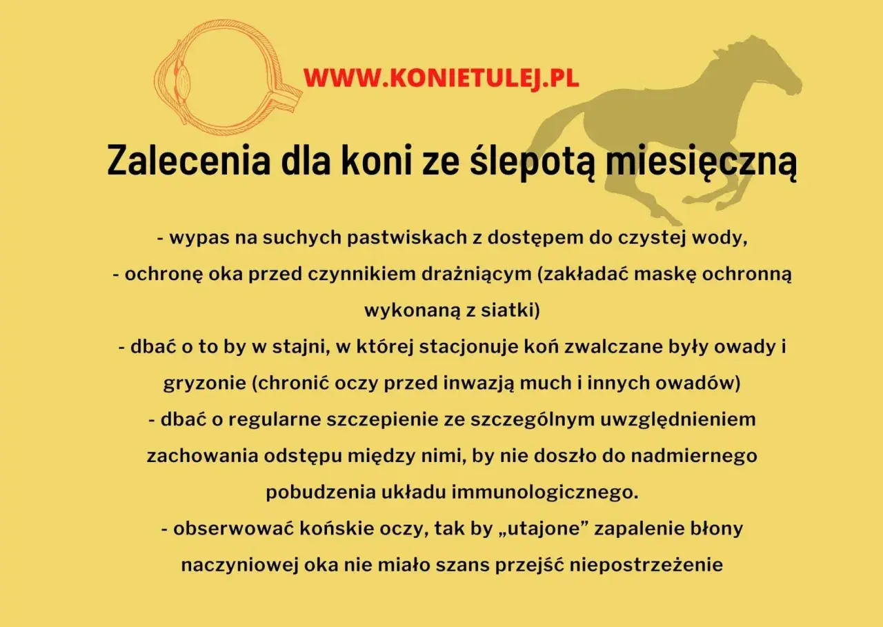 Zalecenia dla koni ze ślepotą miesięczną: ochrona oczu, higiena stajni, szczepienia. Dbanie o końskie oczy to podstawa.