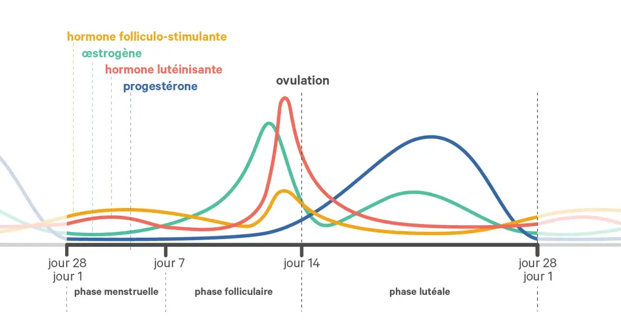 Graphique des hormones du cycle menstruel, montrant les variations de l'œstrogène, de la progestérone et d'autres hormones durant la phase lutéale.