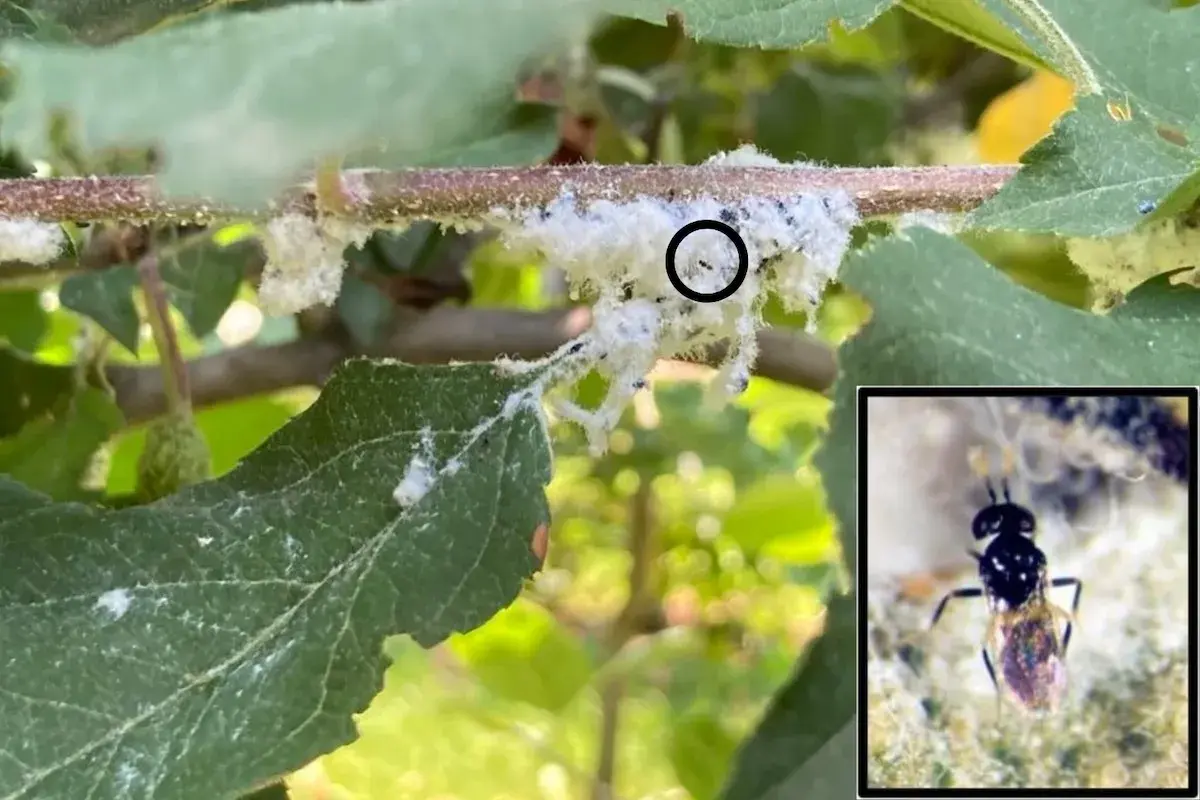 Un ramo d'albero coperto da lanugine bianca, tipica dell'afide lanigero. Un insetto parassitoide, nemico naturale dell'afide lanigero, è evidenziato in un riquadro.
