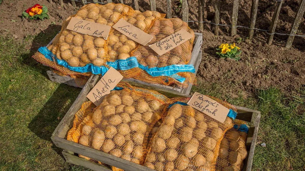 Säcke mit Kartoffeln der Sorten Gala, Laura, Glorietta, Adretta und Paroli liegen bereit. Man kann jetzt noch Kartoffeln pflanzen!