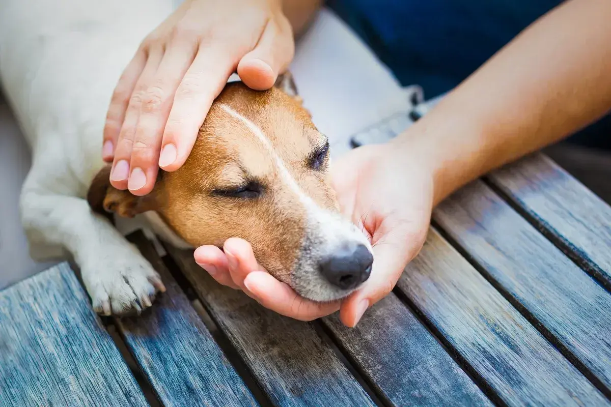 Sanfte Hände streicheln einen Hund, der nach einem Schlaganfall Ruhe braucht.