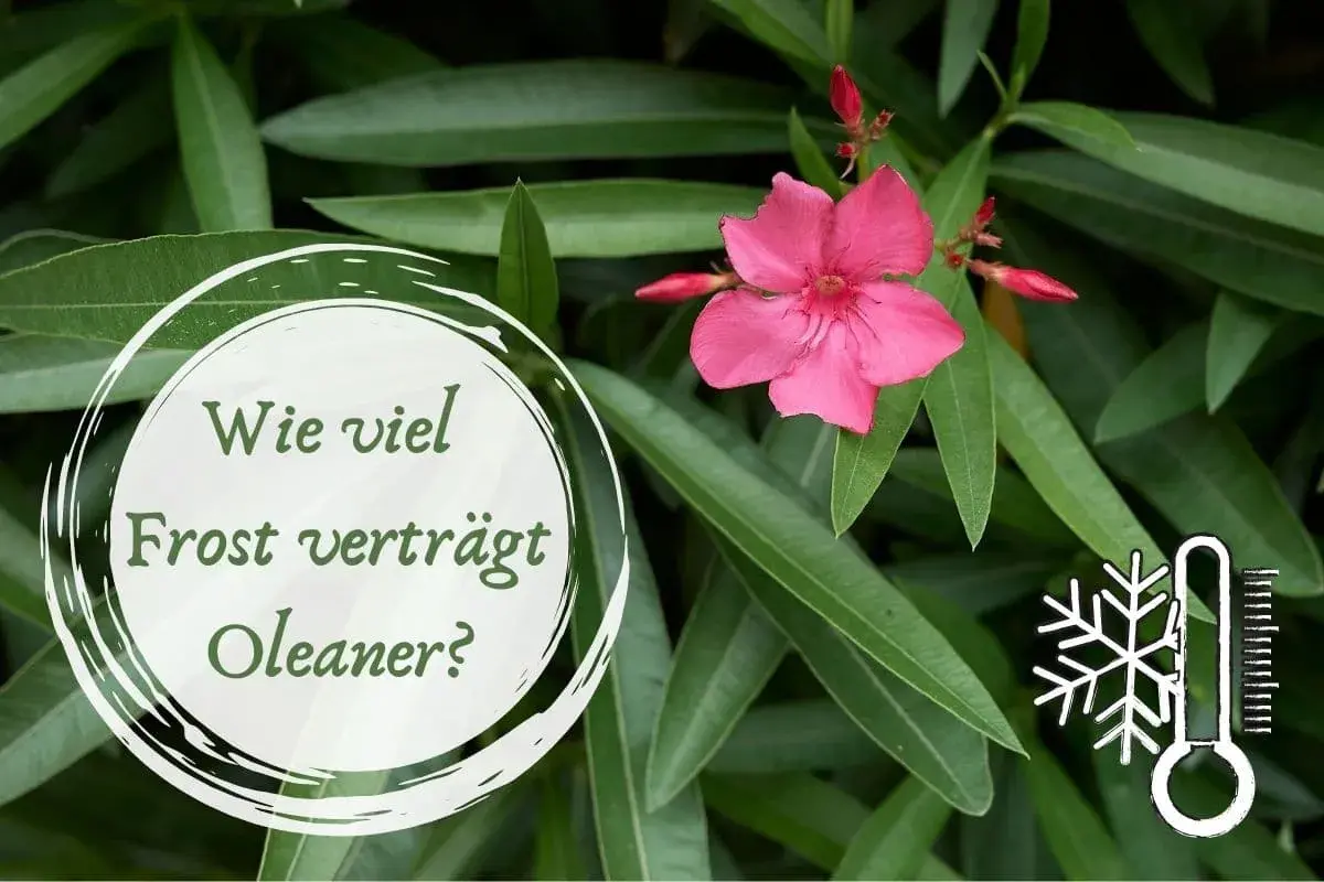 Ein Oleander mit einer rosa Blüte und grünen Blättern. Ein Kreis mit der Frage "Wie viel Frost verträgt Oleander?" und ein Thermometer-Symbol mit Schneeflocke.