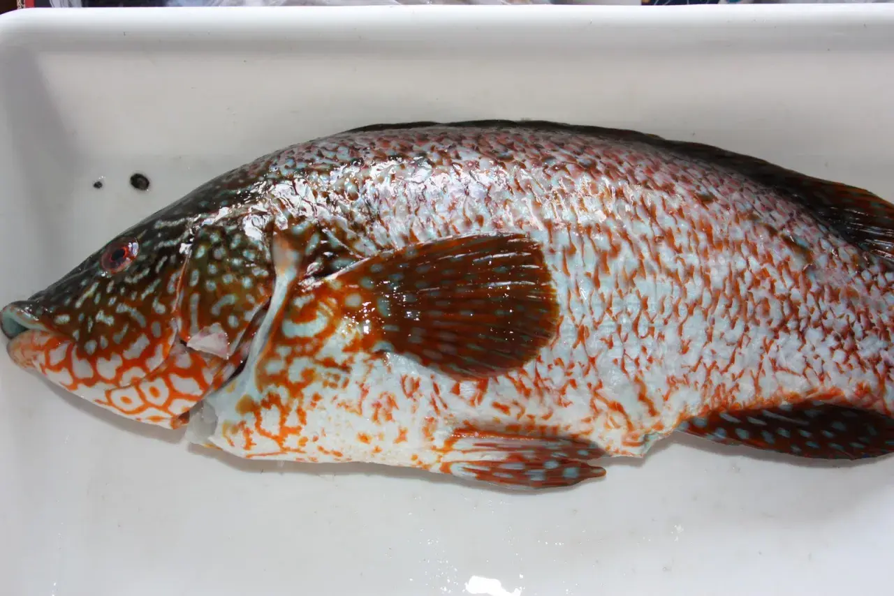 Un pinto pez con escamas iridiscentes y manchas naranjas y azules descansa en una bandeja blanca.