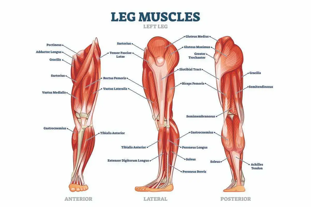 Illustrazione anatomica dei muscoli della gamba sinistra, vista anteriore, laterale e posteriore, con etichette che indicano i vari muscoli.