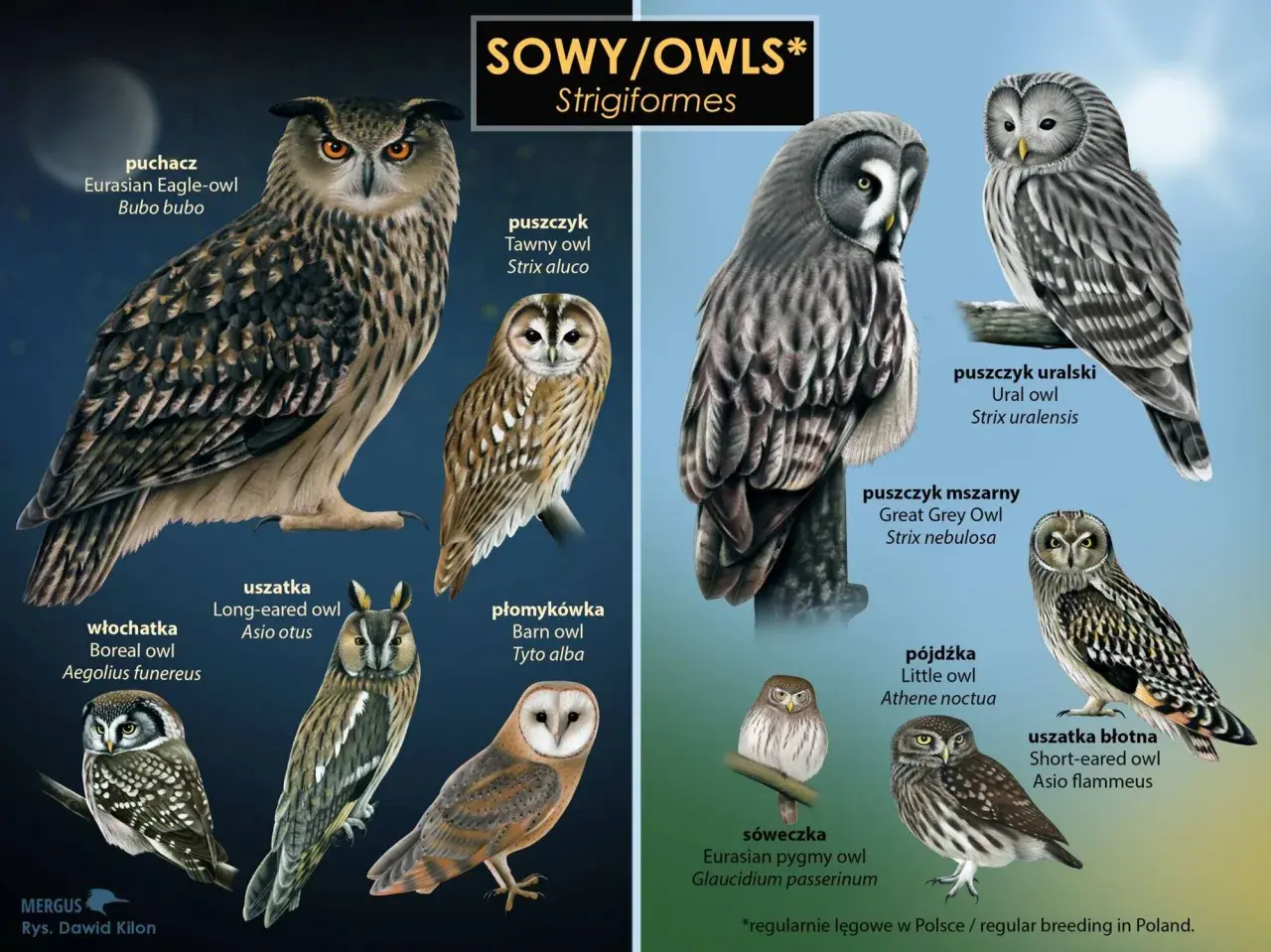 Ilustracja przedstawia różne gatunki sowy w Polsce: puchacza, uszatkę, płomykówkę, sóweczkę i inne.