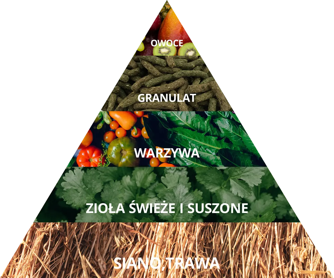 Co może jeść królik miniaturka? Kompletny poradnik żywienia