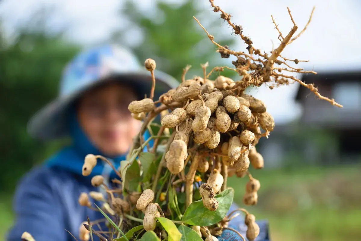 Raccolto di arachidi appena estratte dalla terra. Una persona con un cappello sullo sfondo osserva il frutto del suo lavoro.