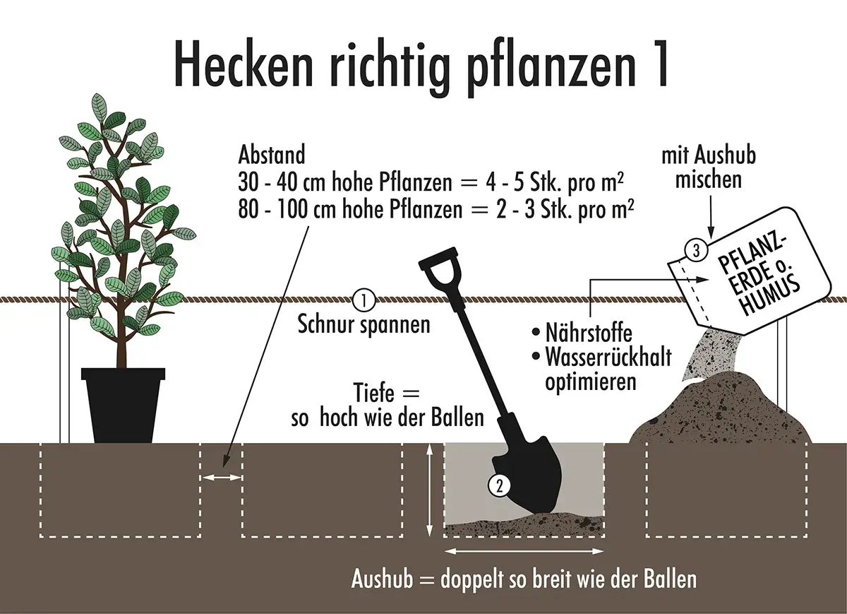 Anleitung zum Beet vor Hecke gestalten: Pflanzabstand, Pflanztiefe und Aushubbreite werden erklärt. Mit Schaufel und Pflanzerde wird die Hecke richtig gesetzt.