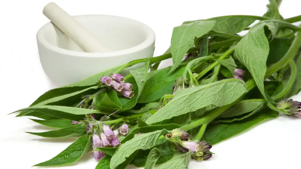 Frische Beinwell-Pflanzen mit lila Blüten und ein Mörser deuten auf die heilende Beinwell Wirkung hin.