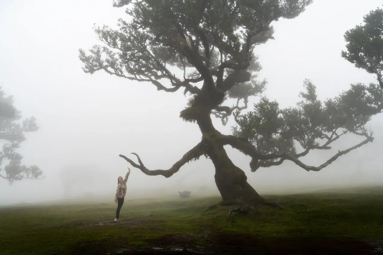 A woman reaches up to a gnarled, moss-covered tree in the misty Fanal forest.