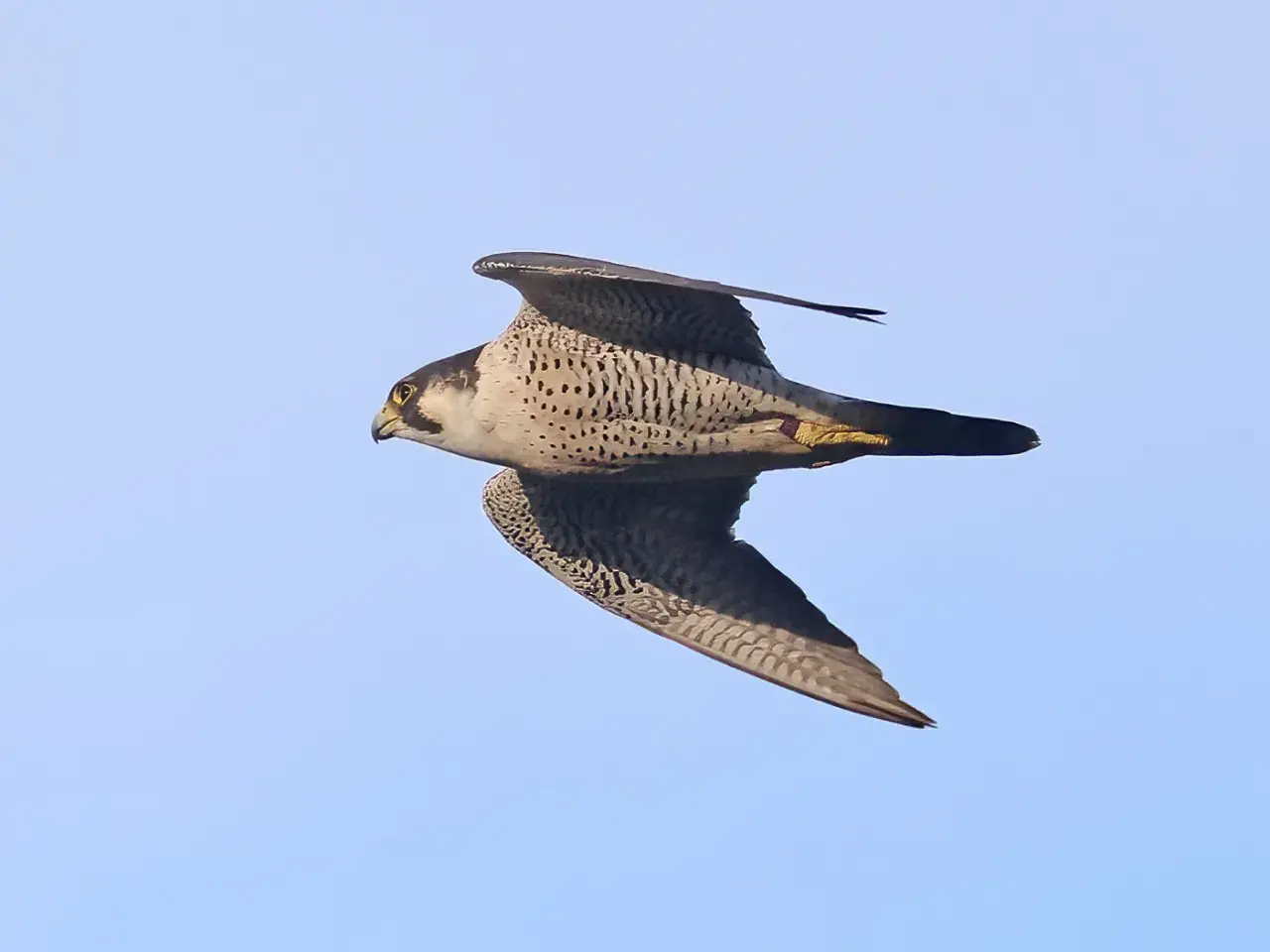 En pilgrimsfalk i Sverige svävar majestätiskt mot en klarblå himmel, dess vingar utbredda i en imponerande flykt.