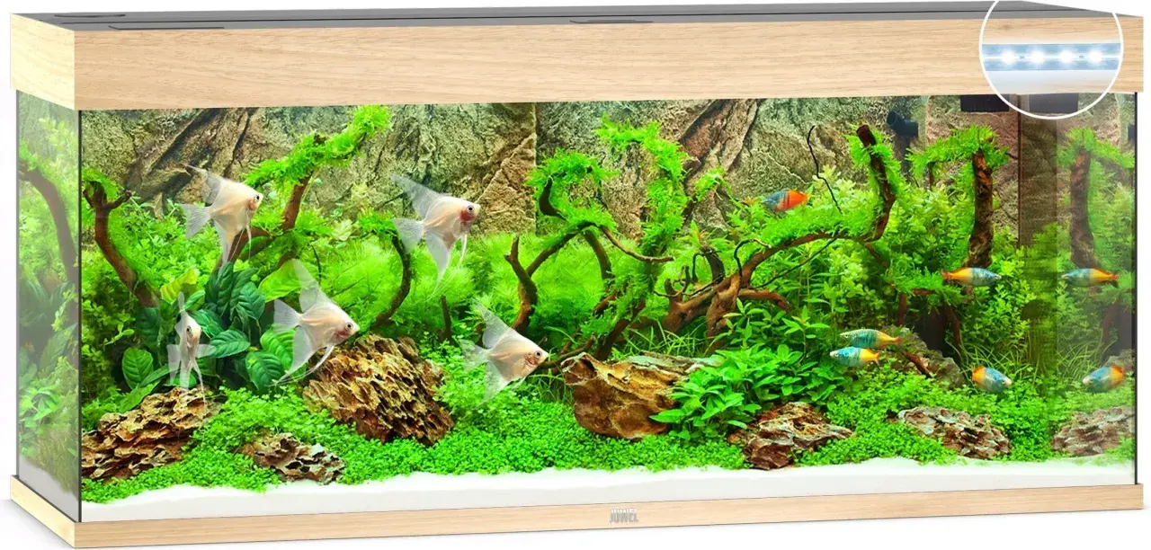Ett vackert akvarium Juwel 240 liter med ljusa scalarer och färgglada småfiskar simmar bland frodig grönska och drivved.