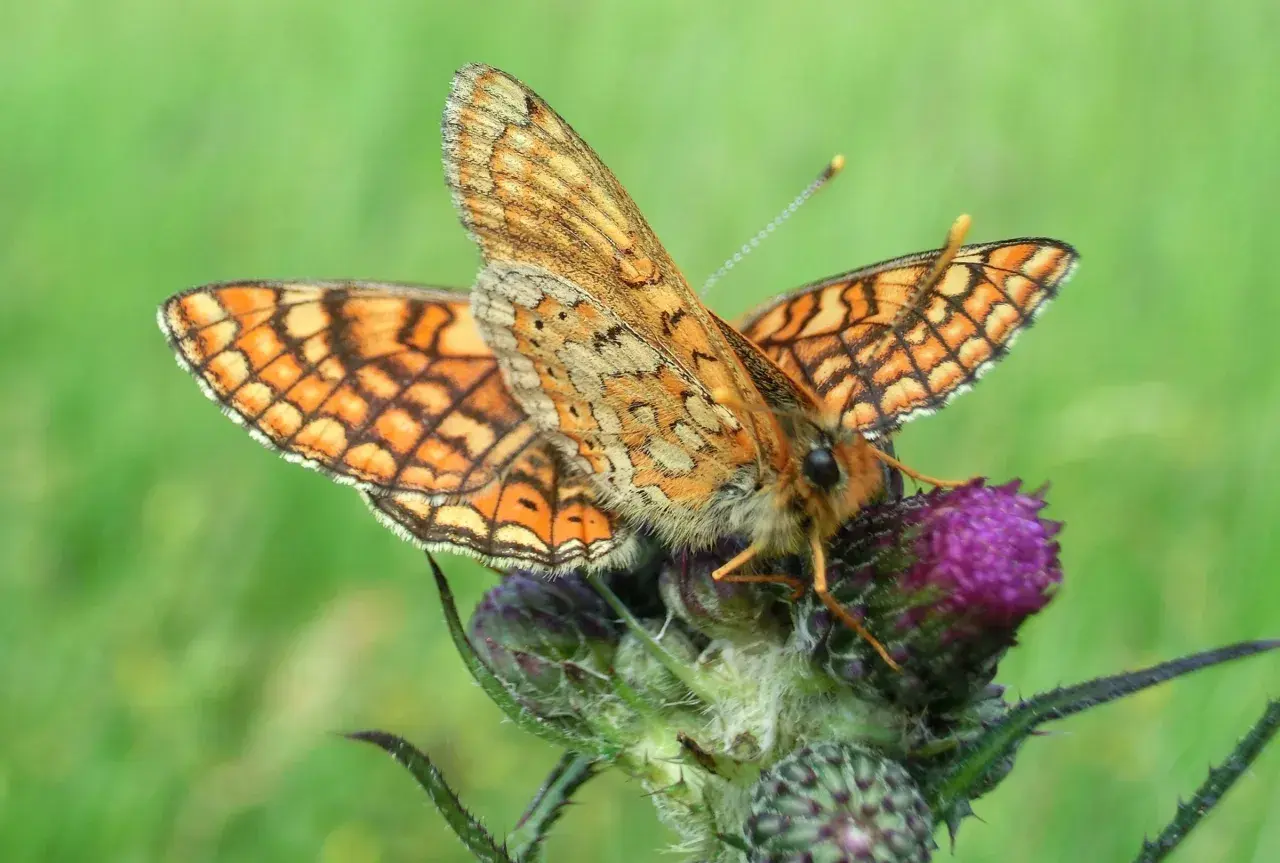 Zwei goldene Scheckenfalter ruhen auf einer Distelblüte. Ihre Flügel zeigen ein faszinierendes Muster aus Orange und Schwarz.