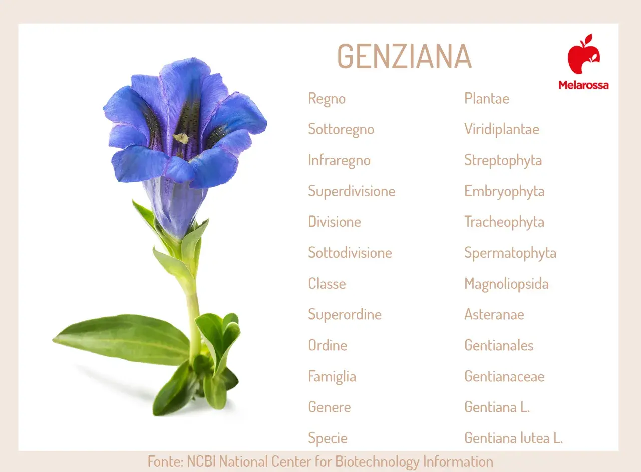 Fiore di genziana blu con classificazione botanica. Informazioni sulla genziana e le sue potenziali controindicazioni.