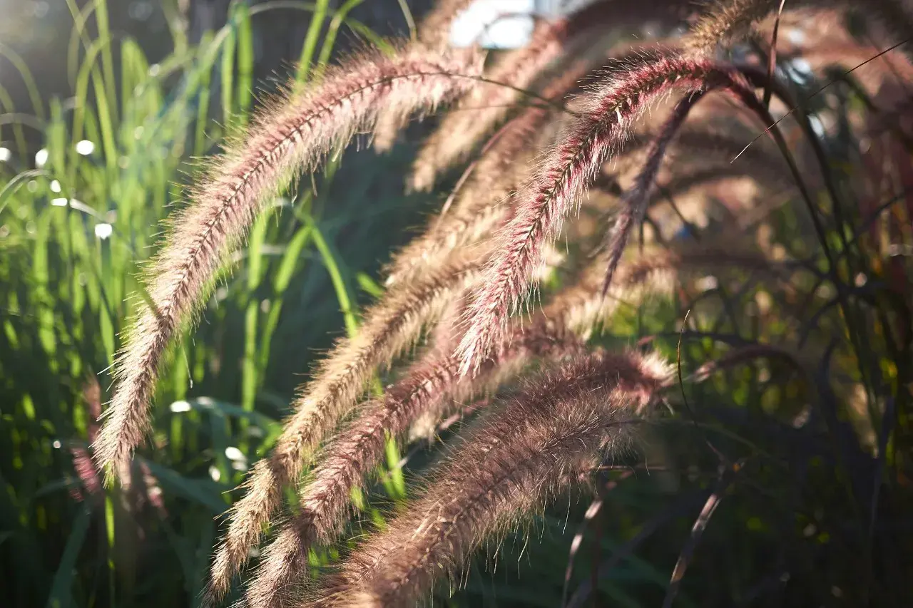 Espigas de plantas herbáceas de color rojizo y marrón, iluminadas por el sol, con tallos verdes borrosos al fondo.
