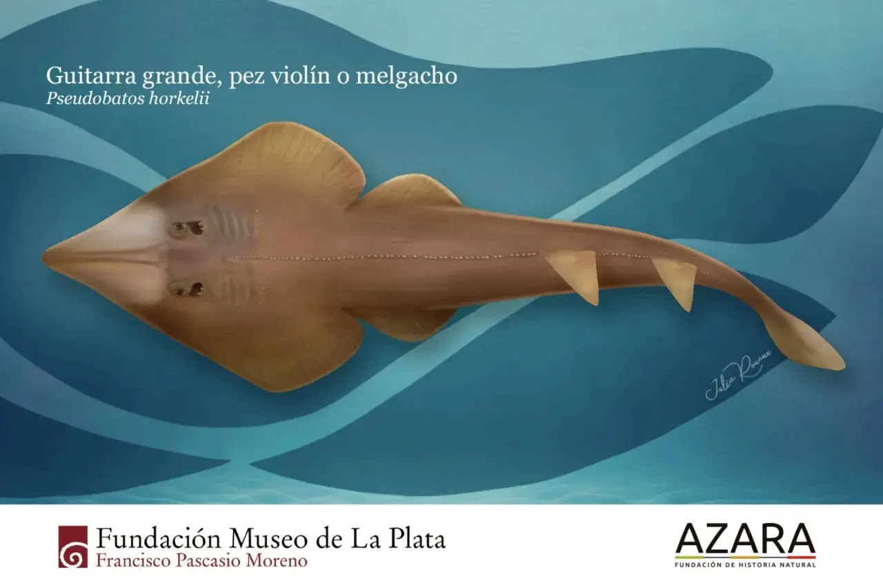 Un pez guitarra, también llamado pez violín, nada en aguas azules. Su cuerpo aplanado y alas anchas recuerdan a un instrumento musical.