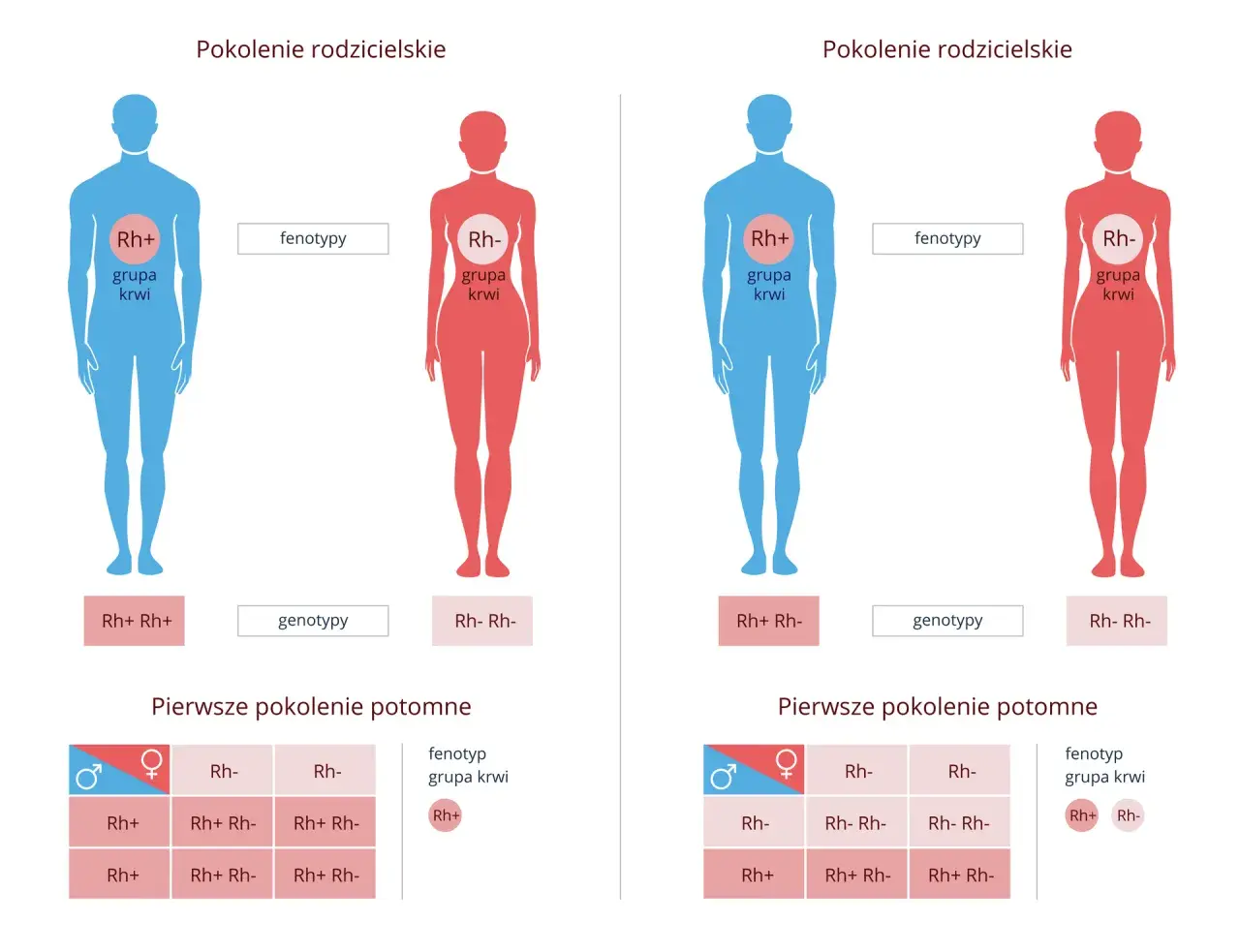 Ilustracja pokazuje dziedziczenie grupy krwi Rh. Rodzice o różnych genotypach Rh (Rh+ i Rh-) mają potomstwo z różnymi fenotypami.