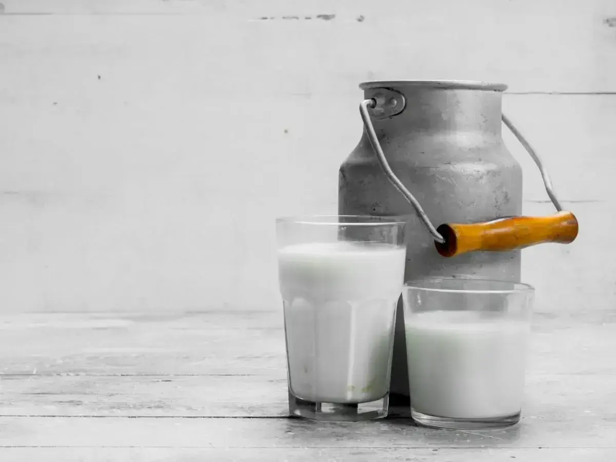 Due bicchieri di latte di pecora, con un vecchio bidone di metallo sullo sfondo. Ideale per chi cerca un'alternativa al latte vaccino, con meno lattosio.