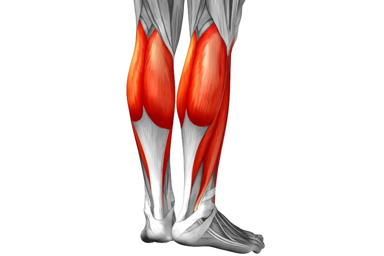 Anatomía de los gemelos de la pierna, mostrando los músculos en rojo vibrante y los tendones en blanco.