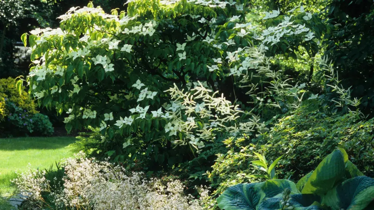 Ein üppiger Garten mit einem blühenden japanischen Hartriegel im Zentrum. Daneben wachsen zarte weiße Blütenstände und große, grüne Blätter.