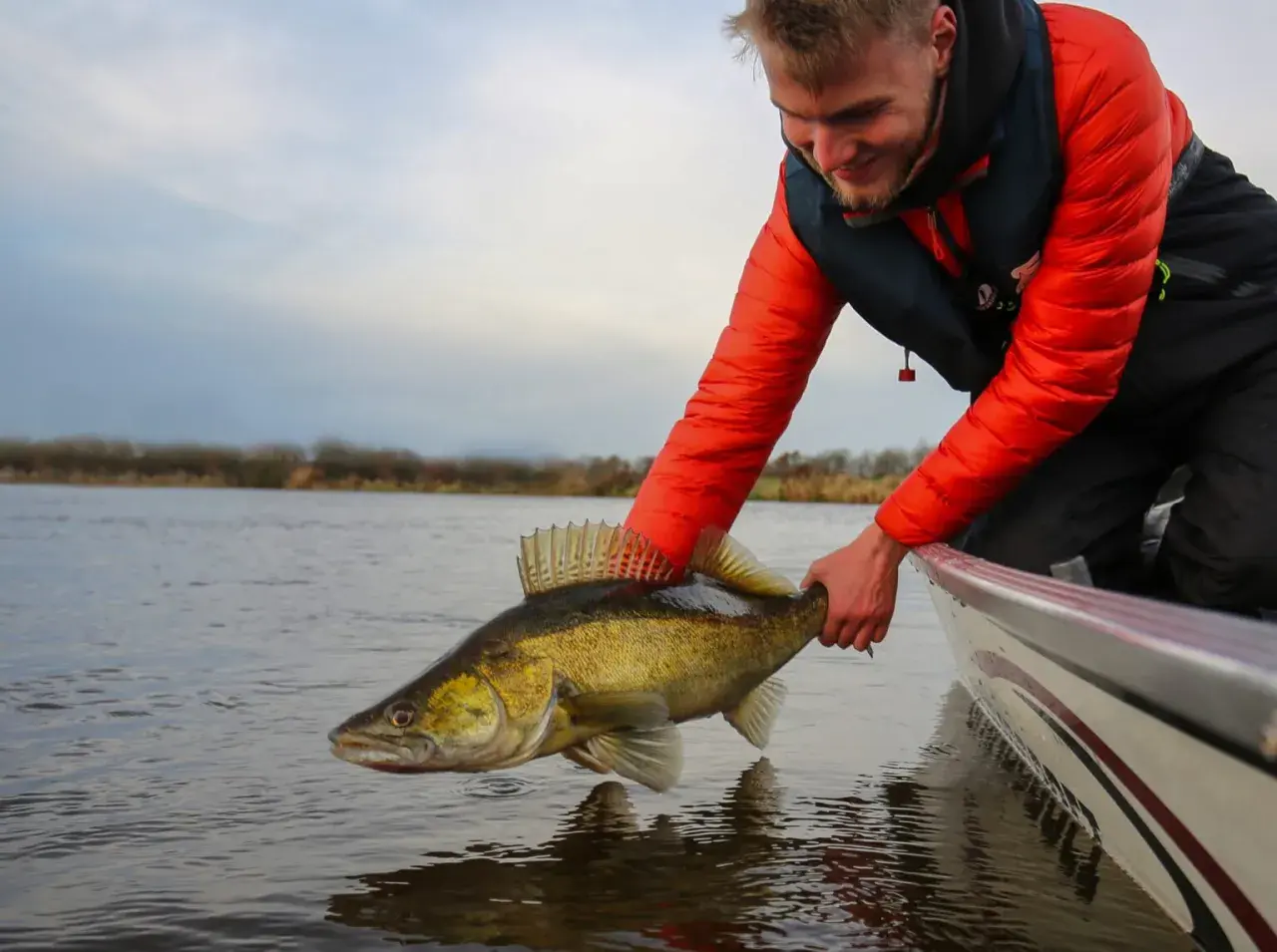 Glücklicher Angler präsentiert stolz einen fetten Zander, gefangen an einem der Elbe Zander Hotspots.