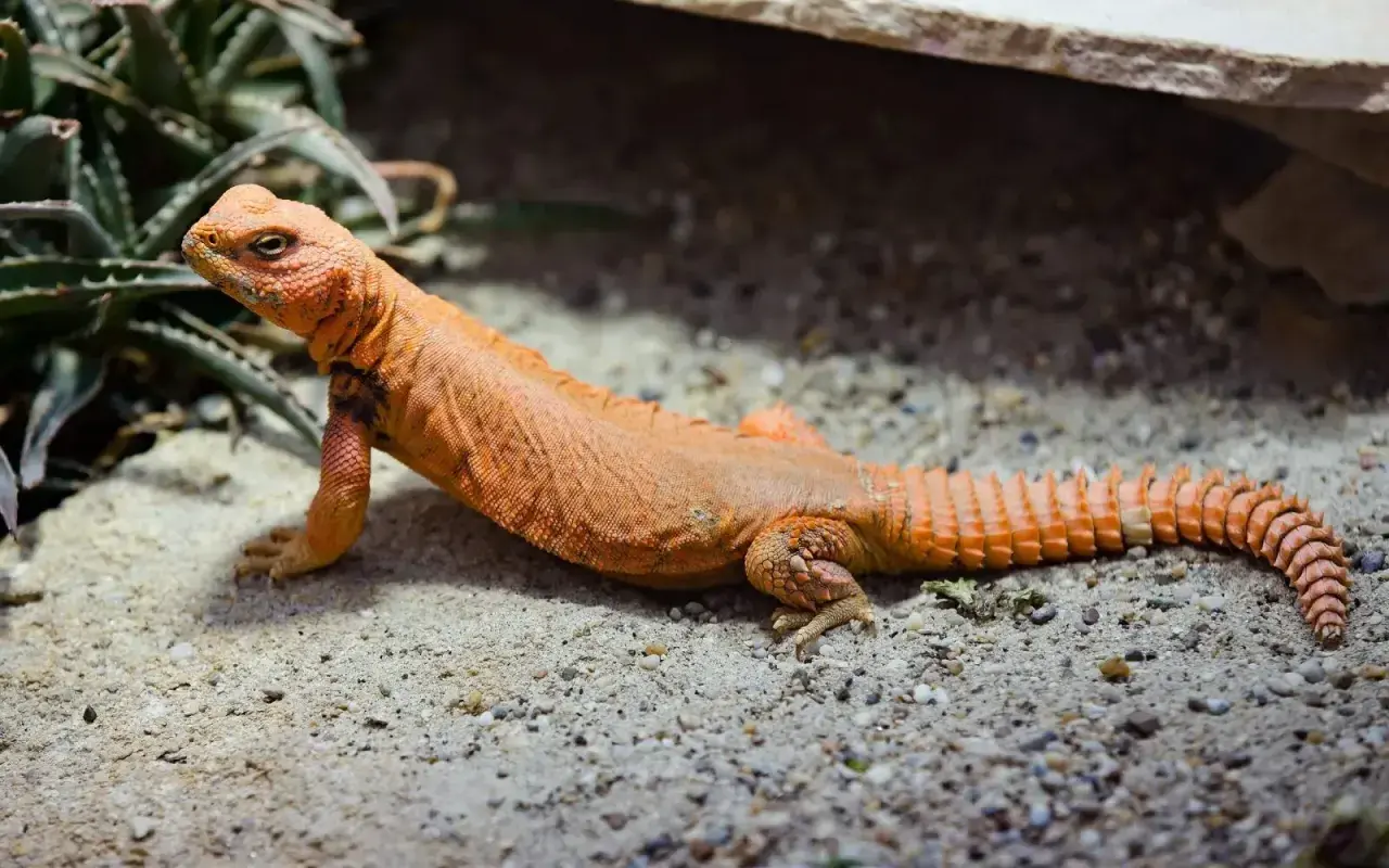 Un lagarto de cola espinosa naranja descansa sobre arena y grava, con plantas verdes al fondo.