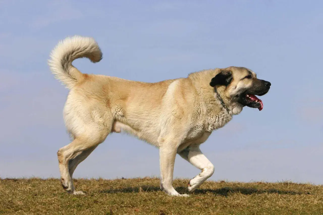 Ein Kangal mit aufgerissenem Maul und heraushängender Zunge, der auf einer Wiese steht. Seine Haltung wirkt wachsam, aber nicht aggressiv.