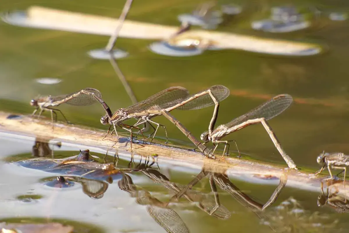 Drei Libellenlarven auf einem Ast im Wasser. Die Bestimmung der Libellenlarven ist faszinierend.
