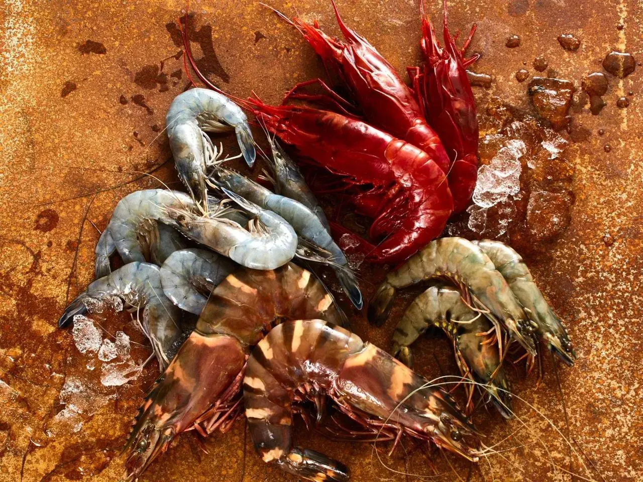 Frische Meeresfrüchte: Rote und graue Garnelen, die an die Küste Norwegens erinnern, liegen auf einem rustikalen Untergrund.