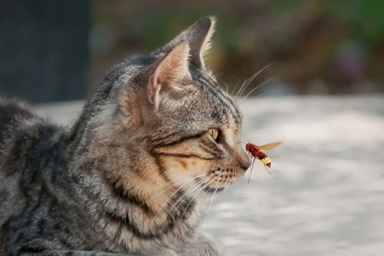 Eine Katze von Wespe gestochen, die sich der Nase nähert.