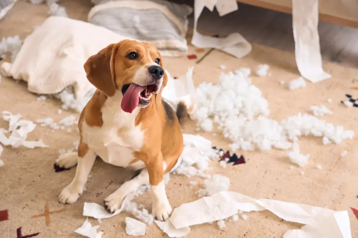 Smutny beagle siedzi wśród zniszczonych poduszek i papieru. To objawy lęku separacyjnego u psa, gdy zostaje sam.