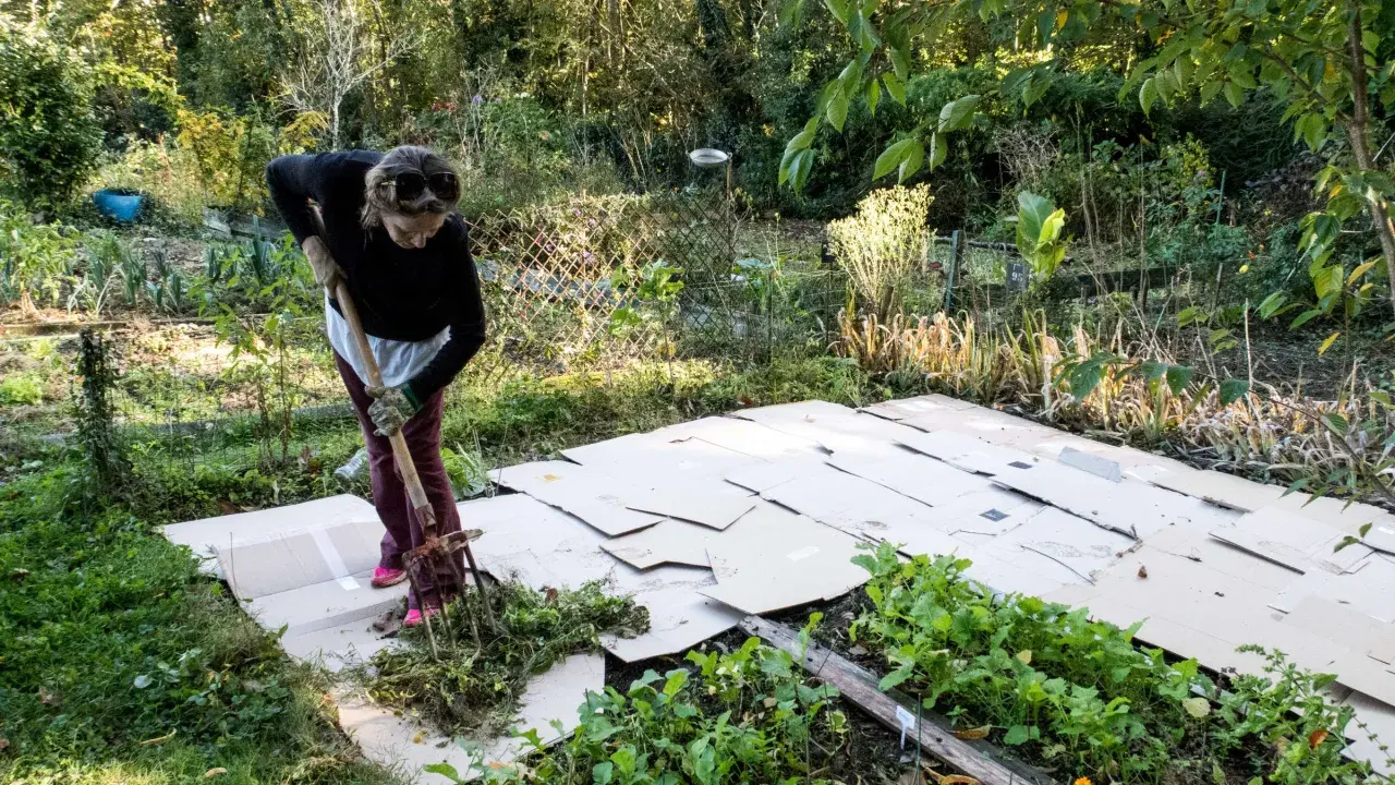 Frau arbeitet im Garten und legt Pappe aus, um Unkraut zu unterdrücken.