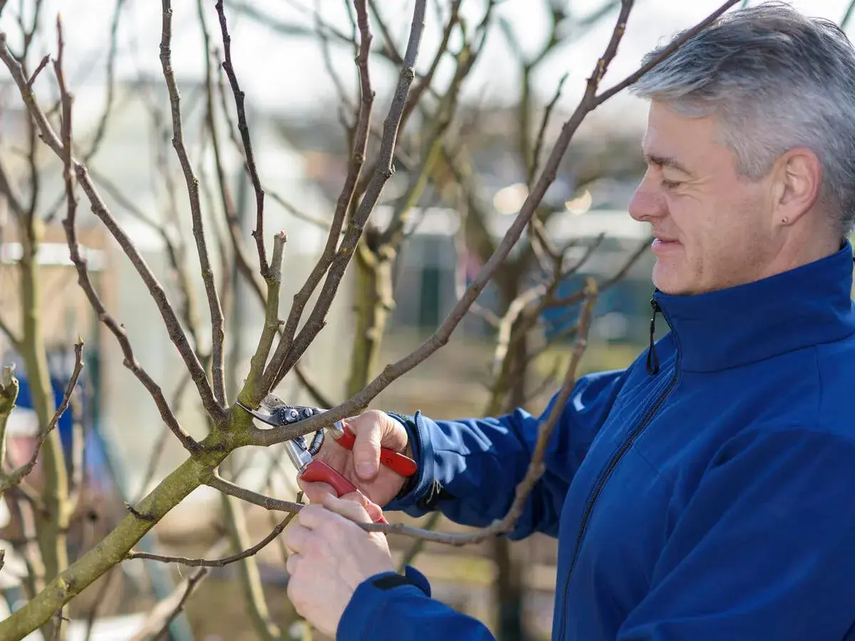 Ein Mann mit grauen Haaren schneidet mit einer Gartenschere einen Ast. Er bereitet seine Feigenbäume für den Frühling vor.