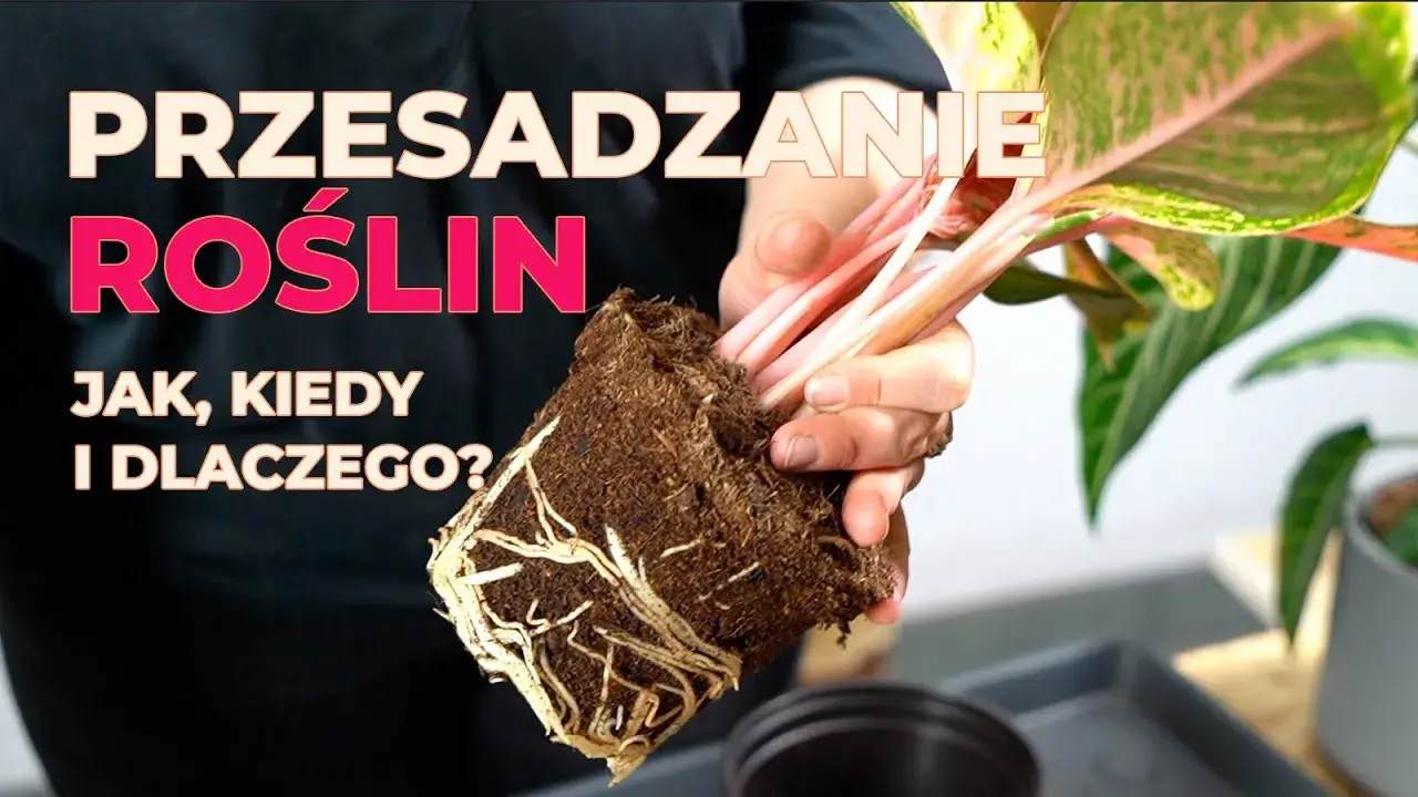 Jak przesadzić kwiat? Kompleksowy przewodnik krok po kroku