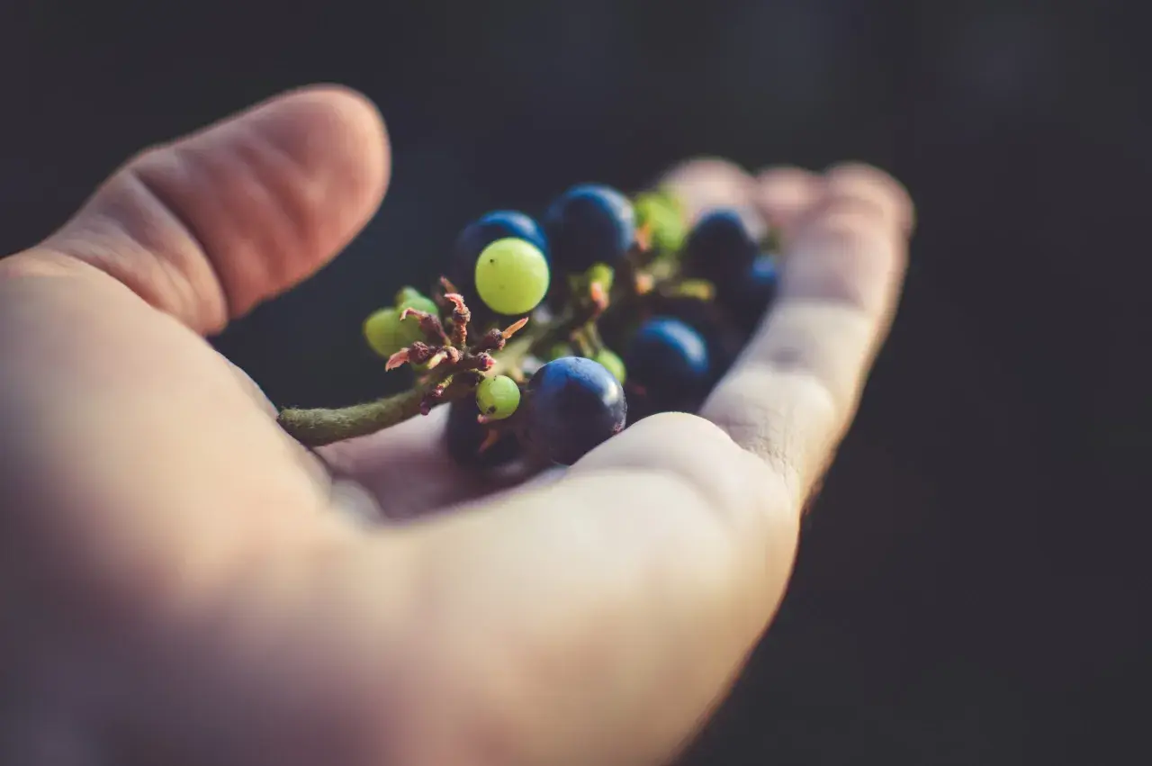 Grappolo d'uva in mano, con bacche verdi e blu. I tannini, presenti in questi frutti, conferiscono il loro sapore caratteristico.