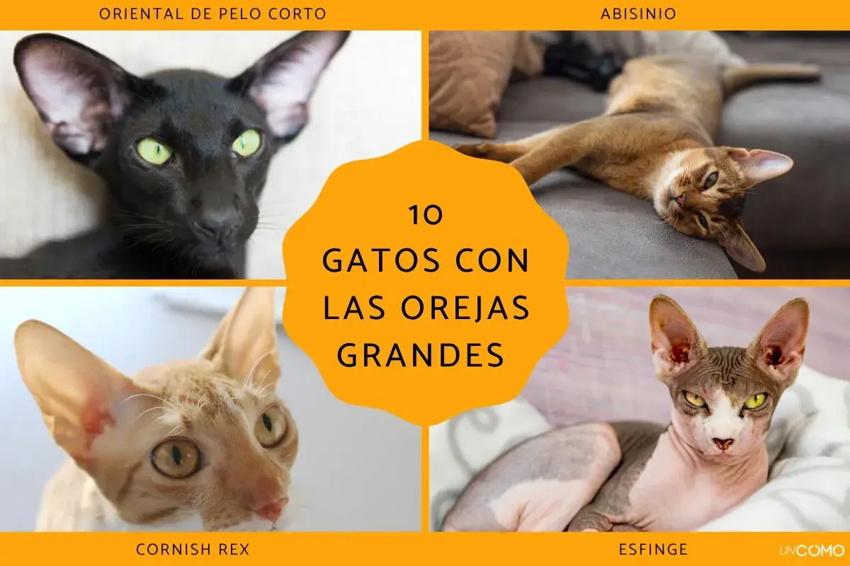 Cuatro gatos con orejas grandes: un oriental negro, un abisinio, un Cornish Rex y un esfinge.