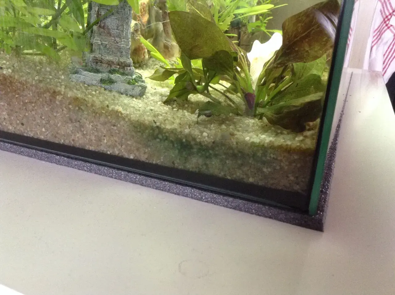 Akvariets botten med grus och växter. En liten bit fisk bajs syns nära en sten.