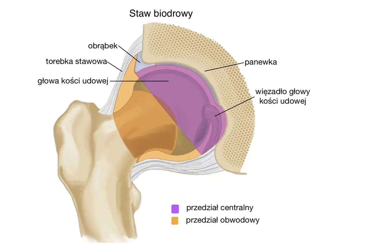Przekrój stawu biodrowego: głowa kości udowej, panewka, obrąbek, więzadło głowy kości udowej, torebka stawowa.