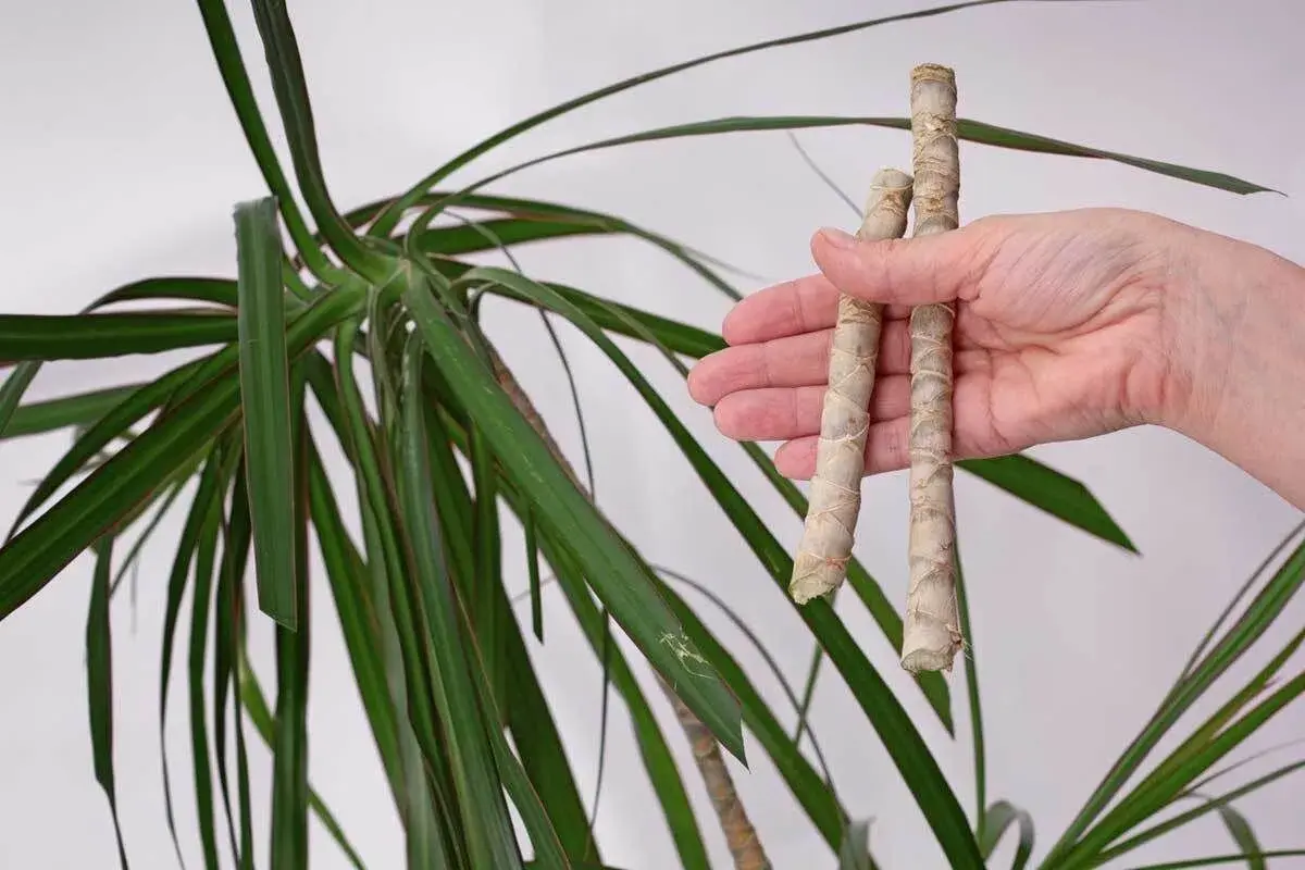 Zwei abgeschnittene Stücke eines Drachenbaums werden in der Hand gehalten, bereit, um den Drachenbaum zu vermehren.