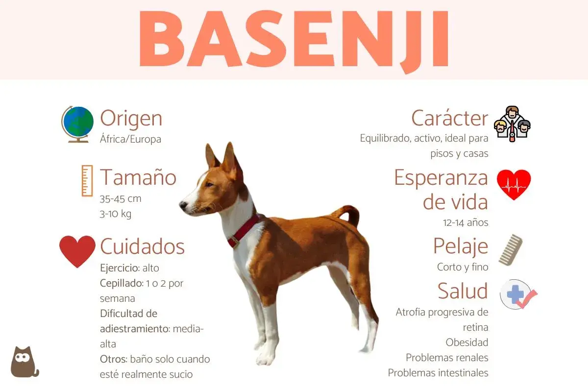 Basenji: perro equilibrado y activo, ideal para pisos. Su carácter es juguetón y curioso.