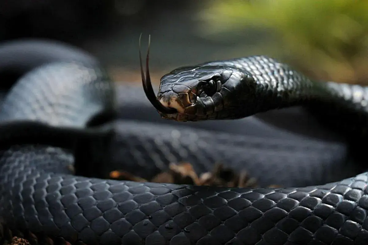 Una serpiente negra, con escamas brillantes y la lengua bífida fuera, parece sacada de un sueño.