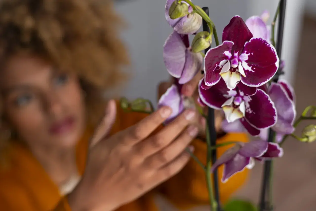 Manos cuidadosas realizan la poda de orquídeas, acariciando delicadamente sus vibrantes pétalos morados y blancos.