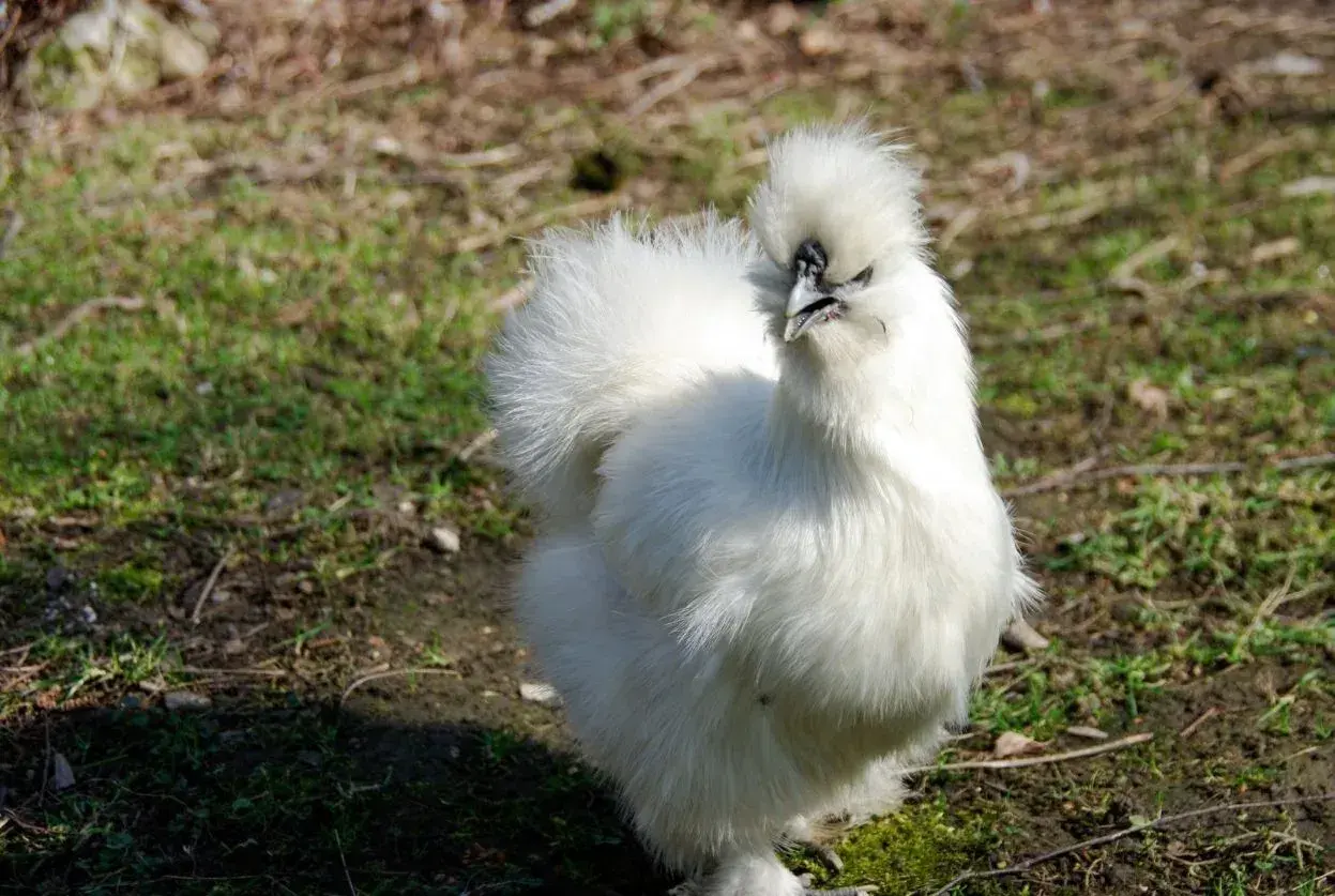 Une poule de soie blanche, toute duveteuse, se tient fièrement sur l'herbe.