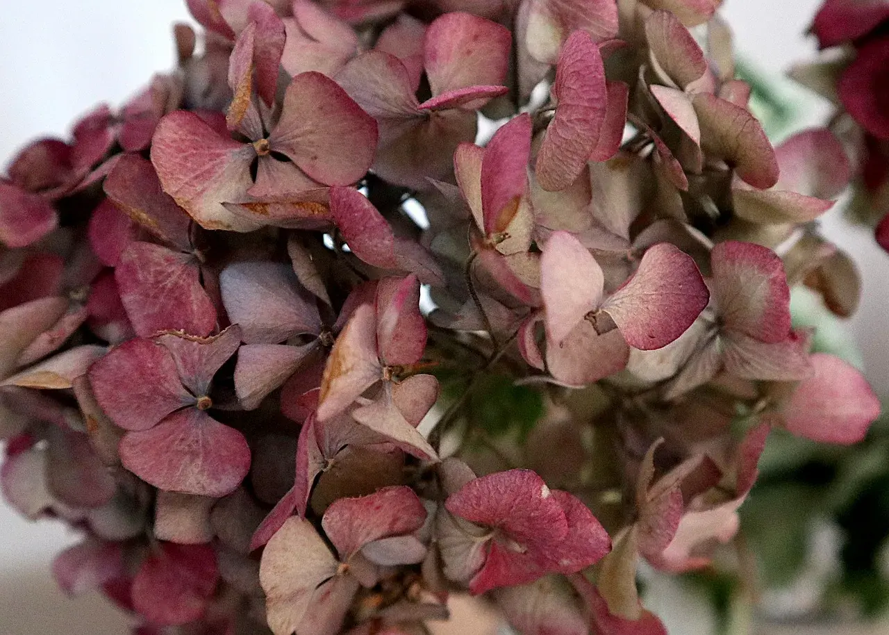 Fleurs d'hortensias séchées, aux teintes roses et beiges. Une belle illustration de comment faire sécher des hortensias pour une décoration durable.