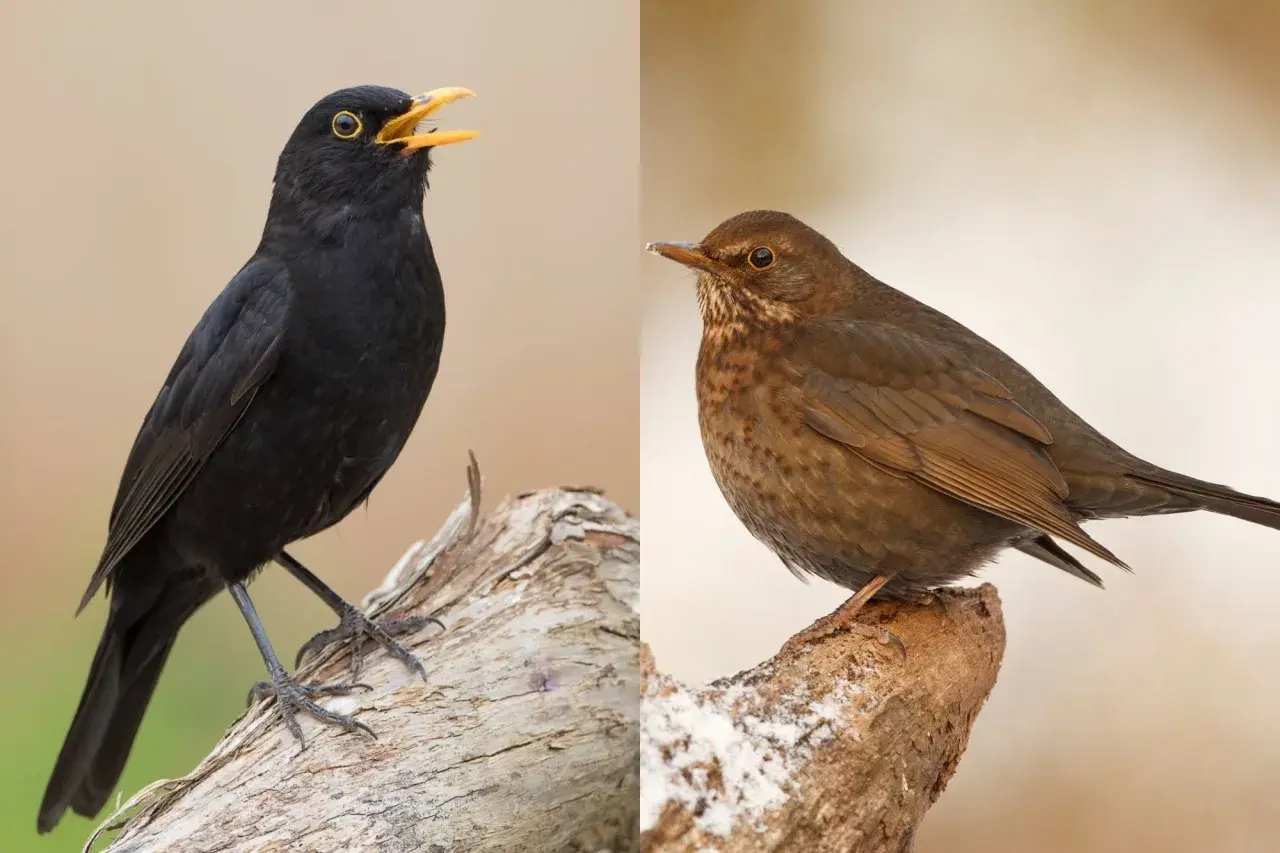 Ein schwarzer Amselmann mit gelbem Schnabel und eine braune Amsel zeigen, wie Amseln aussehen.